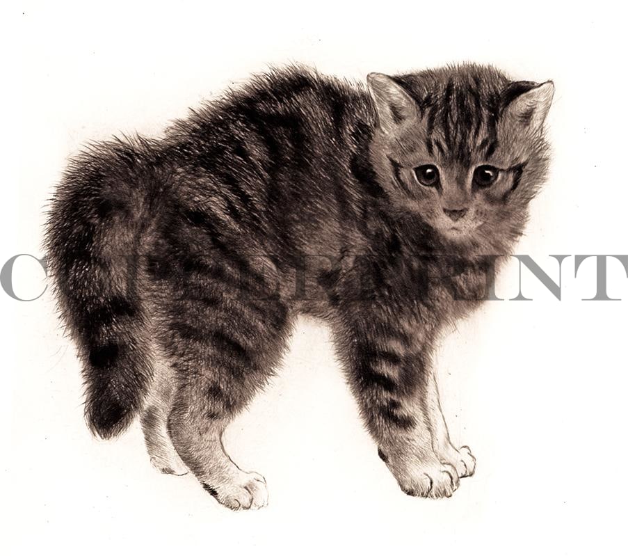 Studie einer Katze Kunstdruck Tiefdruck