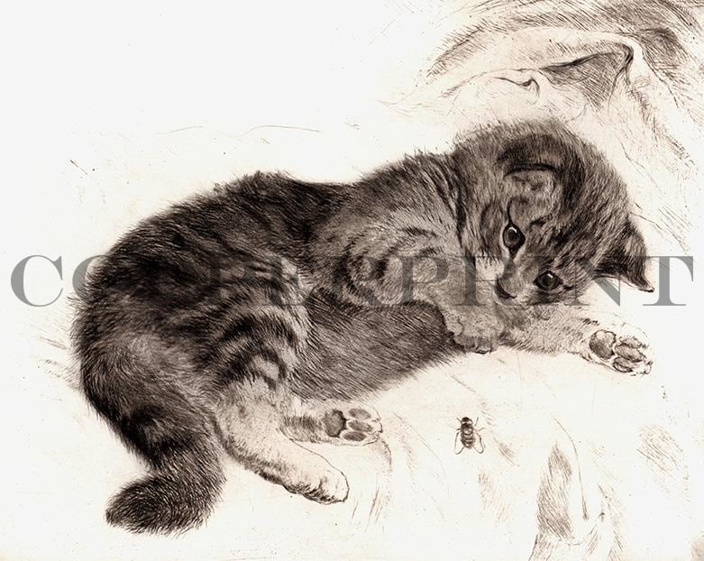 verspielte junge Katze Kunstdruck Tiefdruck