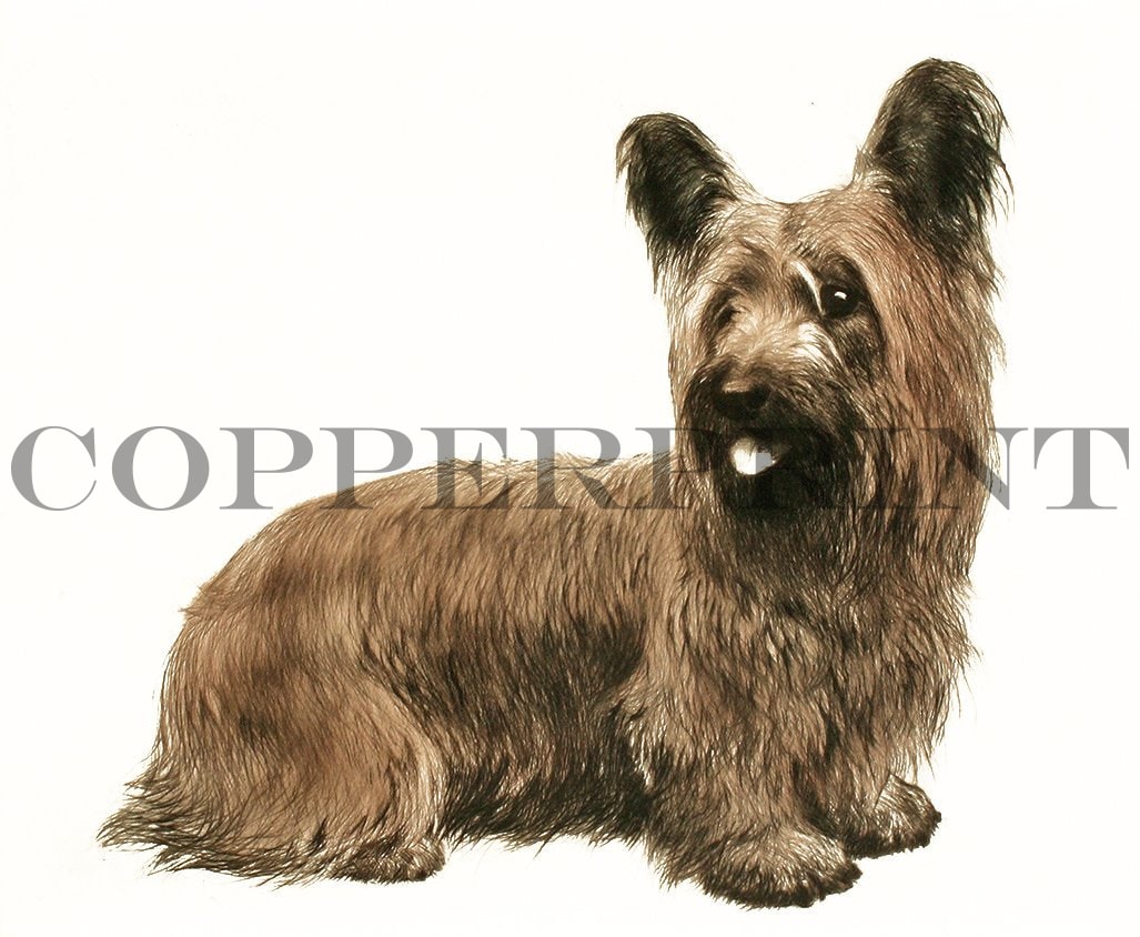 Studie eines sitzenden Terriers Kunstdruck Tiefdruck