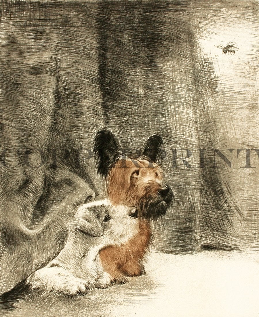 Zwei Hunde verstecken sich im Vorhang Kunstdruck Tiefdruck