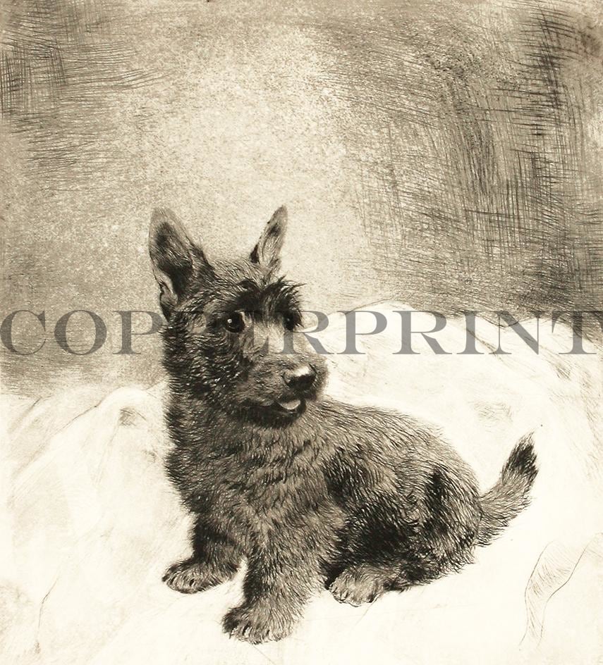 Studie eines sitzenden Terriers Kunstdruck Tiefdruck