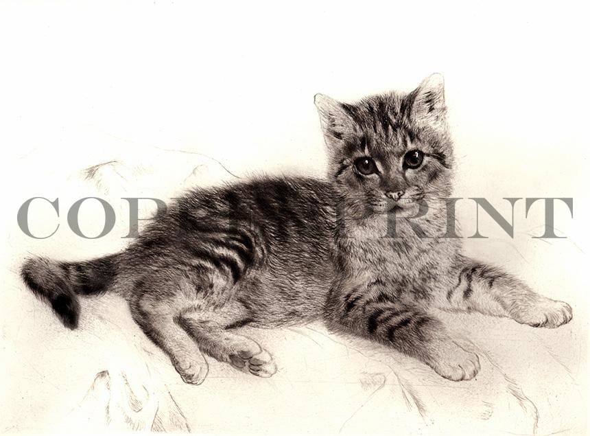 Studie einer liegenden Katze Kunstdruck Tiefdruck