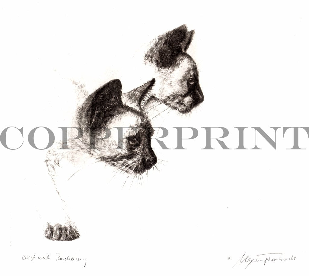 Studie von zwei Siamkatzen Kunstdruck Tiefdruck