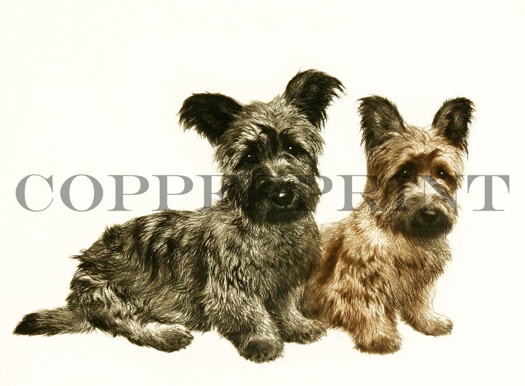 Studie zweier Terrier sitzend Kunstdruck Tiefdruck