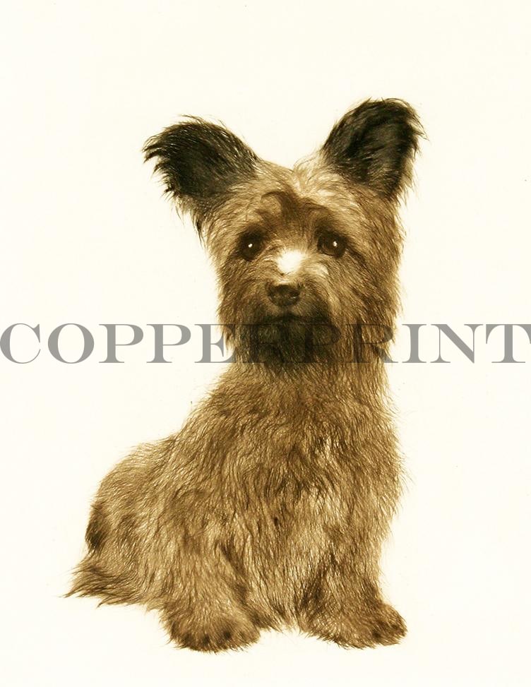 Studie eines sitzenden Terriers Kunstdruck Tiefdruck