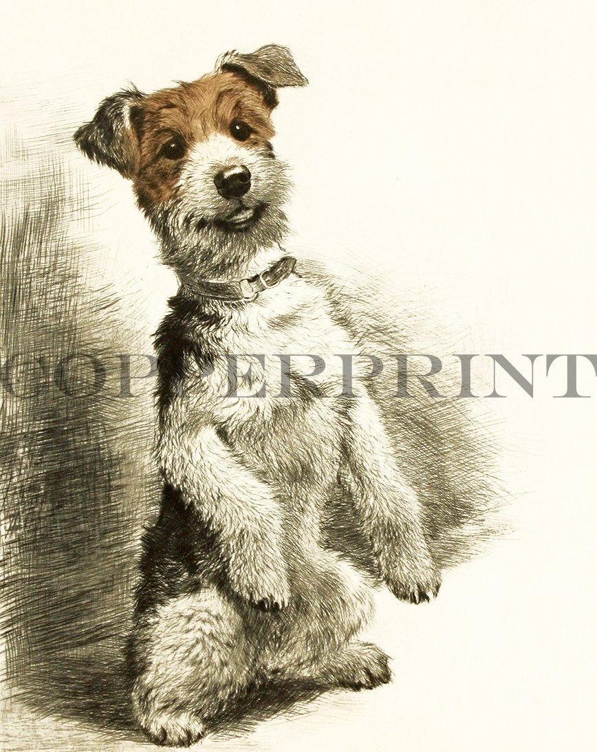 Terrier macht Männchen Kunstdruck Tiefdruck