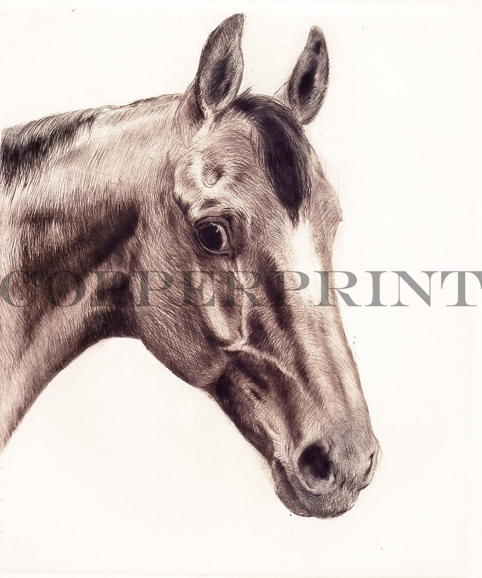 Studie eines Pferdekopfes Kunstdruck Tiefdruck