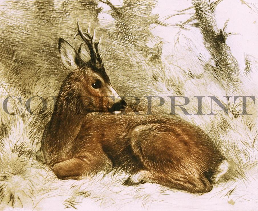 Studie eines liegenden Rehbockes Kunstdruck Tiefdruck