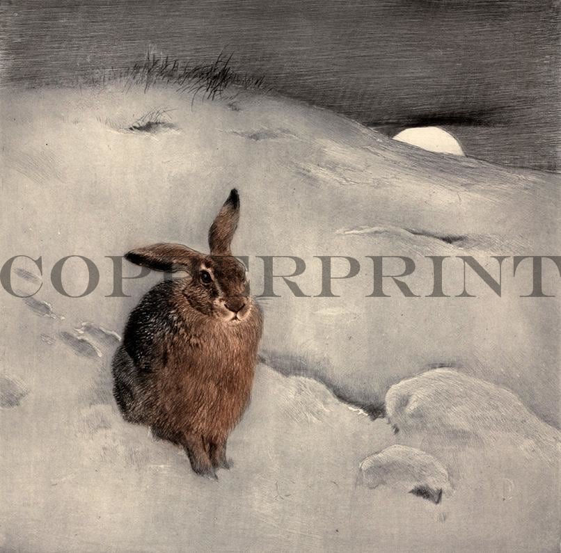 Hase sitzt im Schnee Kunstdruck Tiefdruck