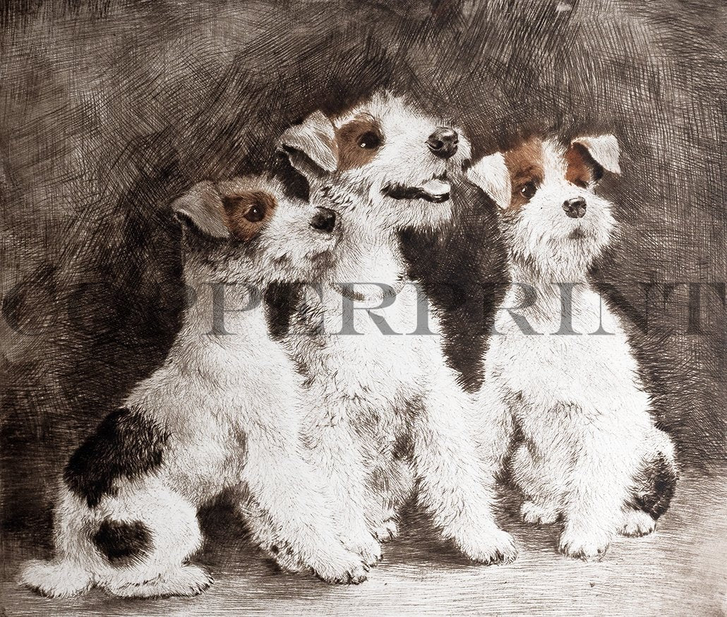 drei Terrier sitzend Kunstdruck Tiefdruck