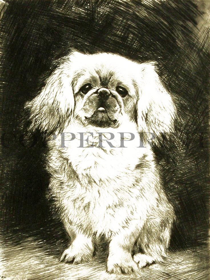 Studie eines sitzenden Pekinesen Kunstdruck Tiefdruck