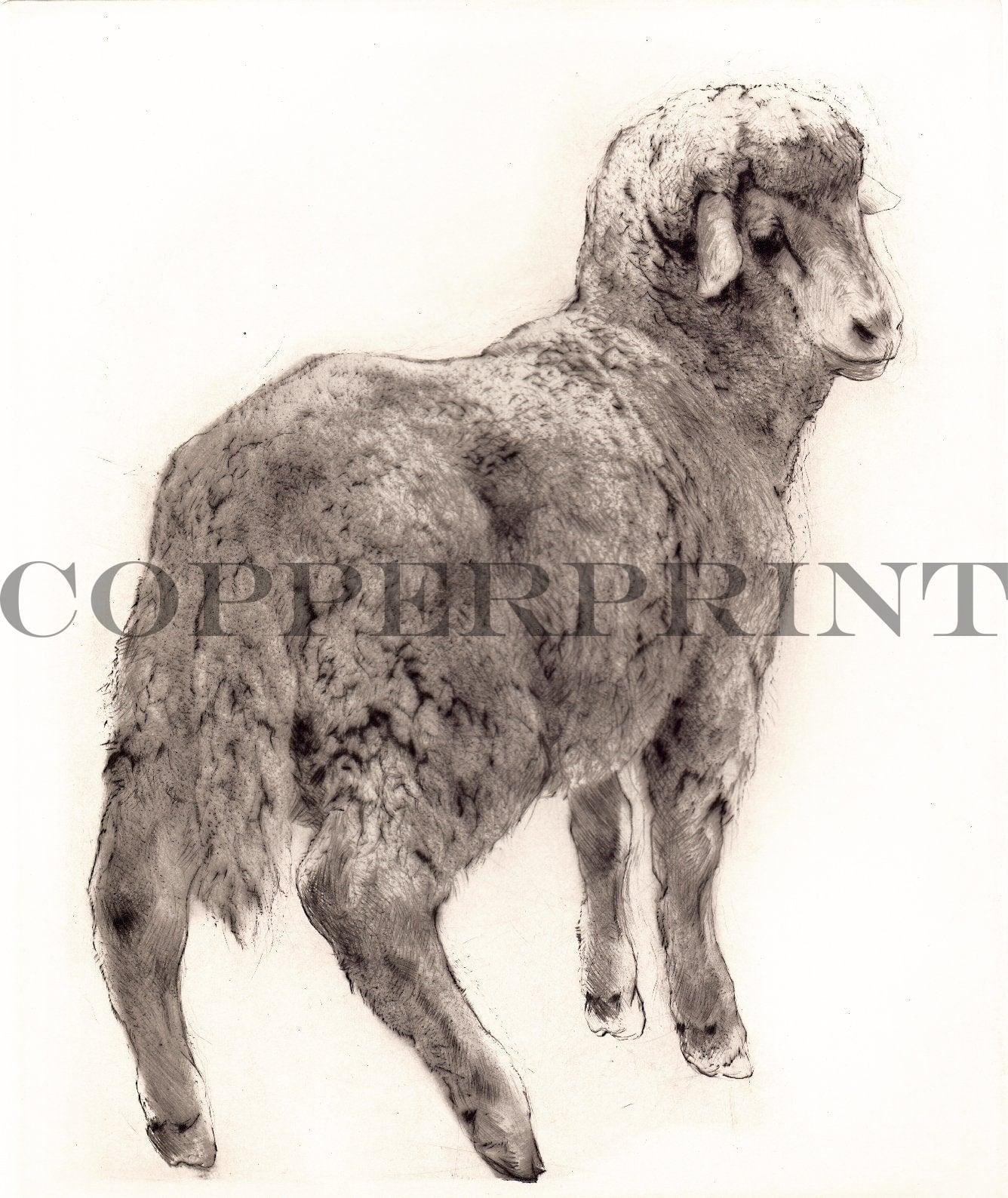 Studie eines Schafes Kunstdruck Tiefdruck