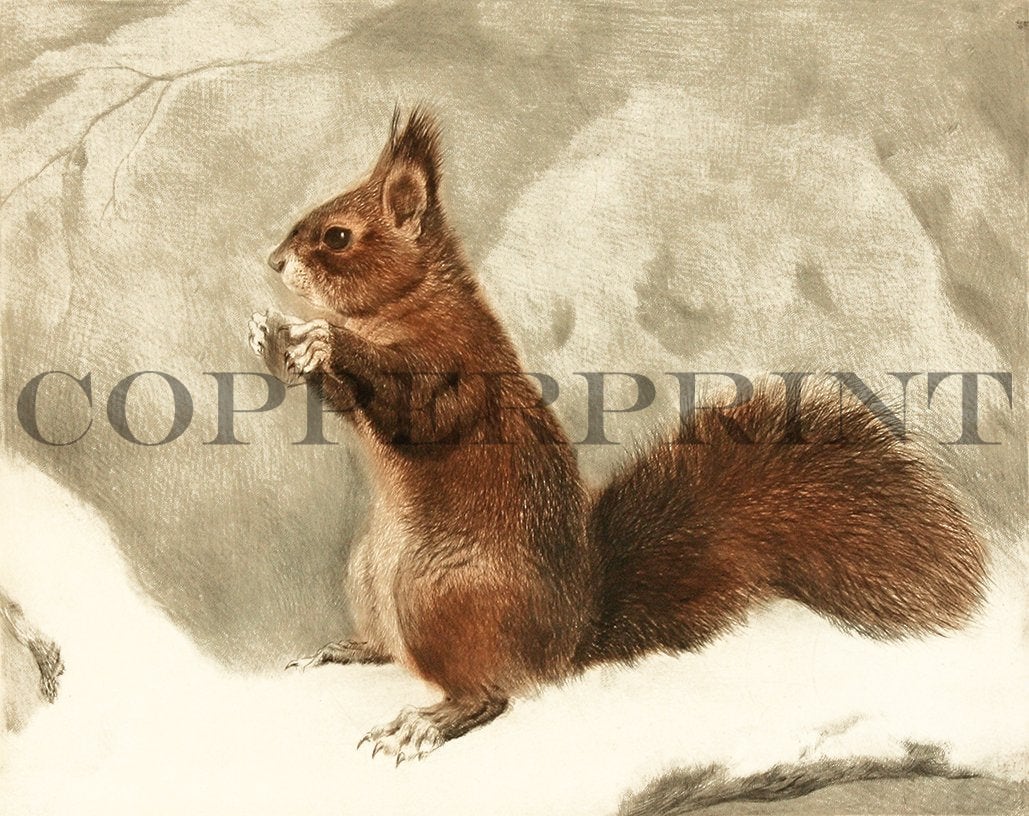 Eichhörnchen mit Haselnuss auf Ast Kunstdruck Tiefdruck