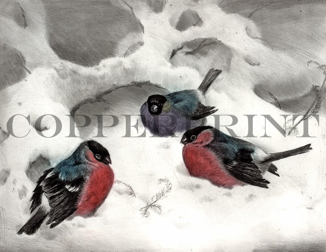 Spatzen im Schnee Kunstdruck Tiefdruck