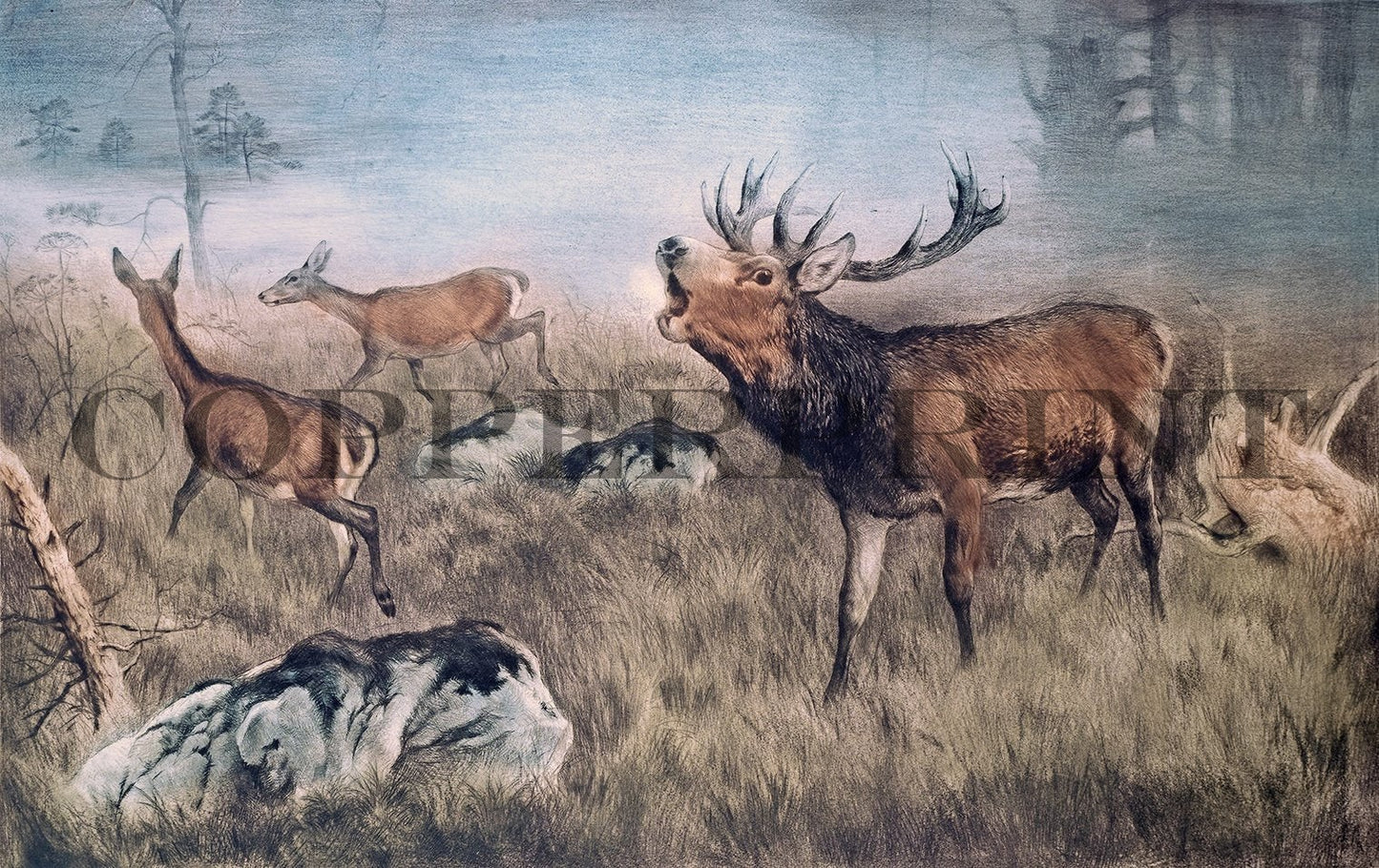 Hirsch in der Morgendämmerung Kunstdruck Tiefdruck