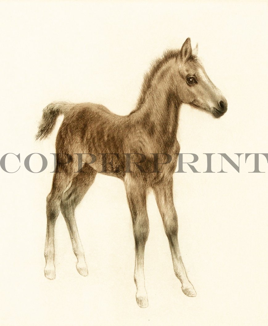 Studie eines Fohlen Kunstdruck Tiefdruck