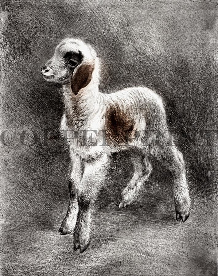 Studie eines Lämmchen Kunstdruck Tiefdruck