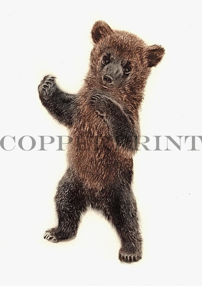 Studie von Bärenbaby Kunstdruck Tiefdruck