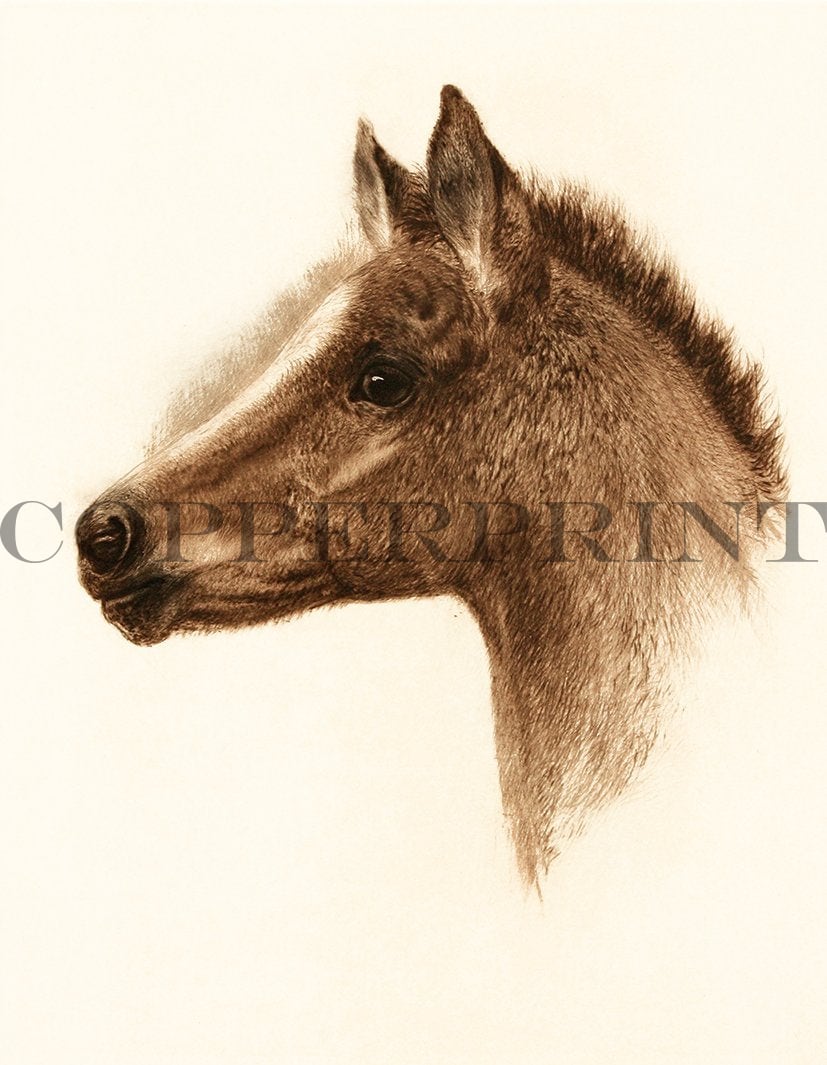 Studie eines Fohlenkopfes Kunstdruck Tiefdruck