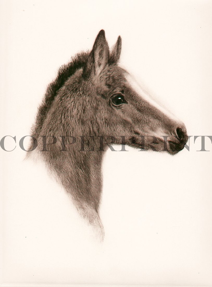 Studie eines Fohlenkopfes Kunstdruck Tiefdruck