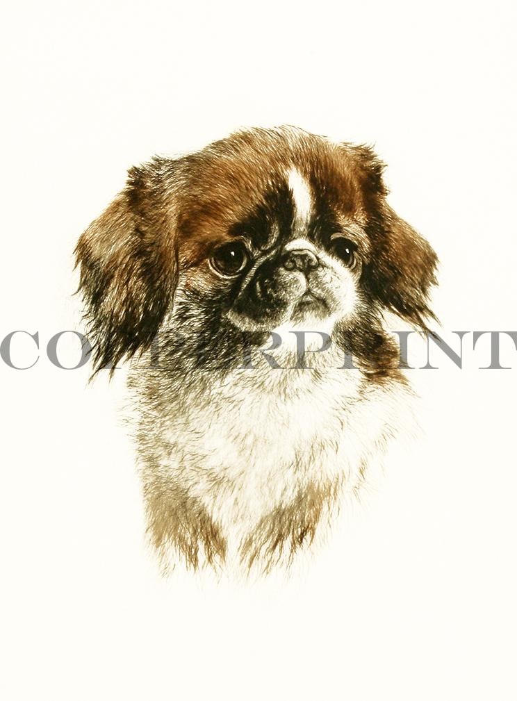 Studie eines Pekinesen Kunstdruck Tiefdruck