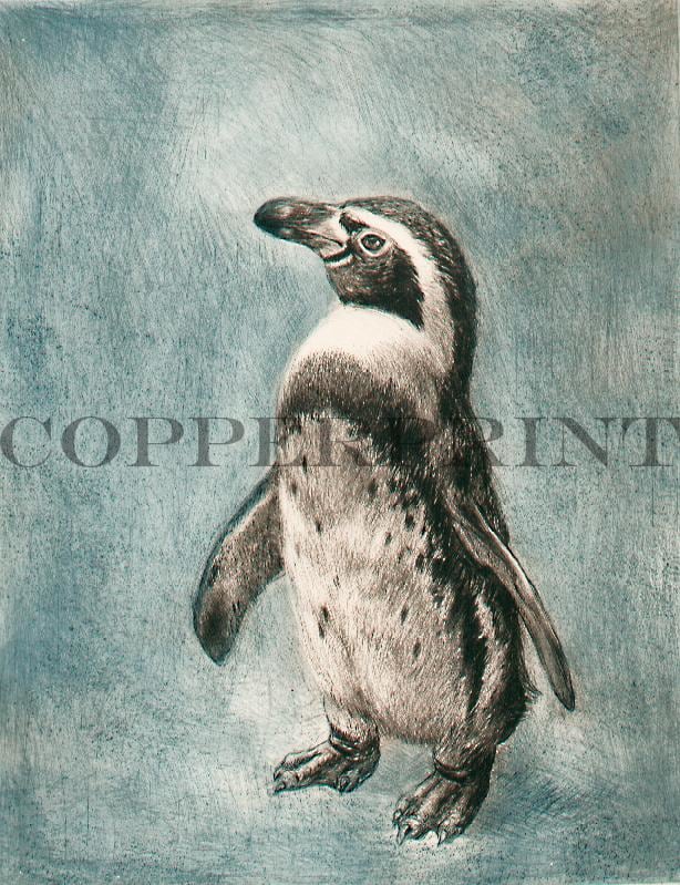 Studie eines jungen Pinguin Kunstdruck Tiefdruck