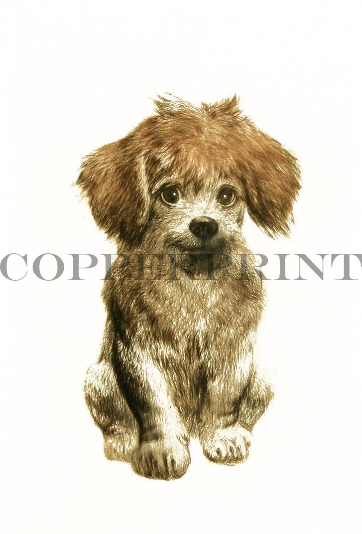 Studie eines Hundebabys Kunstdruck Tiefdruck