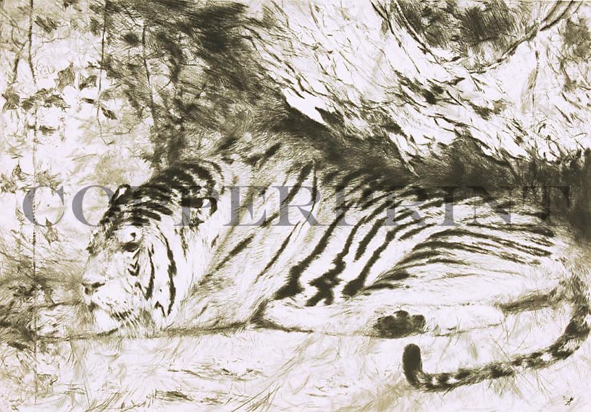 Studie eines liegenden Tigers Kunstdruck Tiefdruck