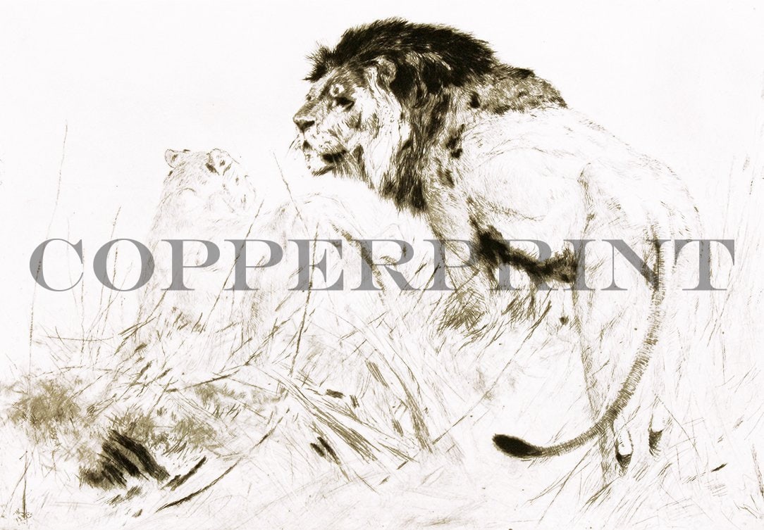 Studie eines Löwenpaares Kunstdruck Tiefdruck
