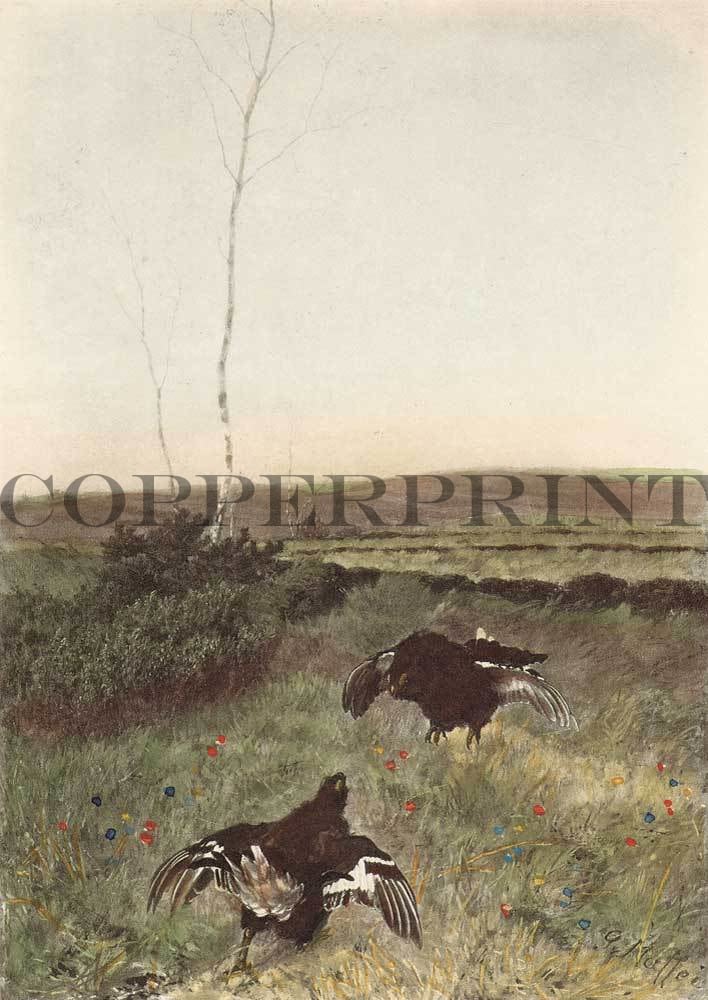 Auerhähne auf der Wiese Kunstdruck Tiefdruck