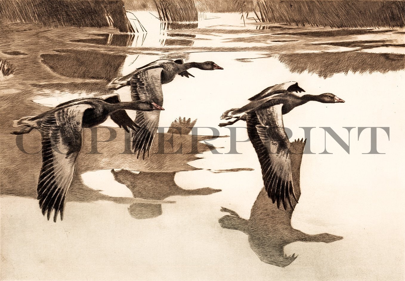 Wildgänse fliegen über dem See Kunstdruck Tiefdruck