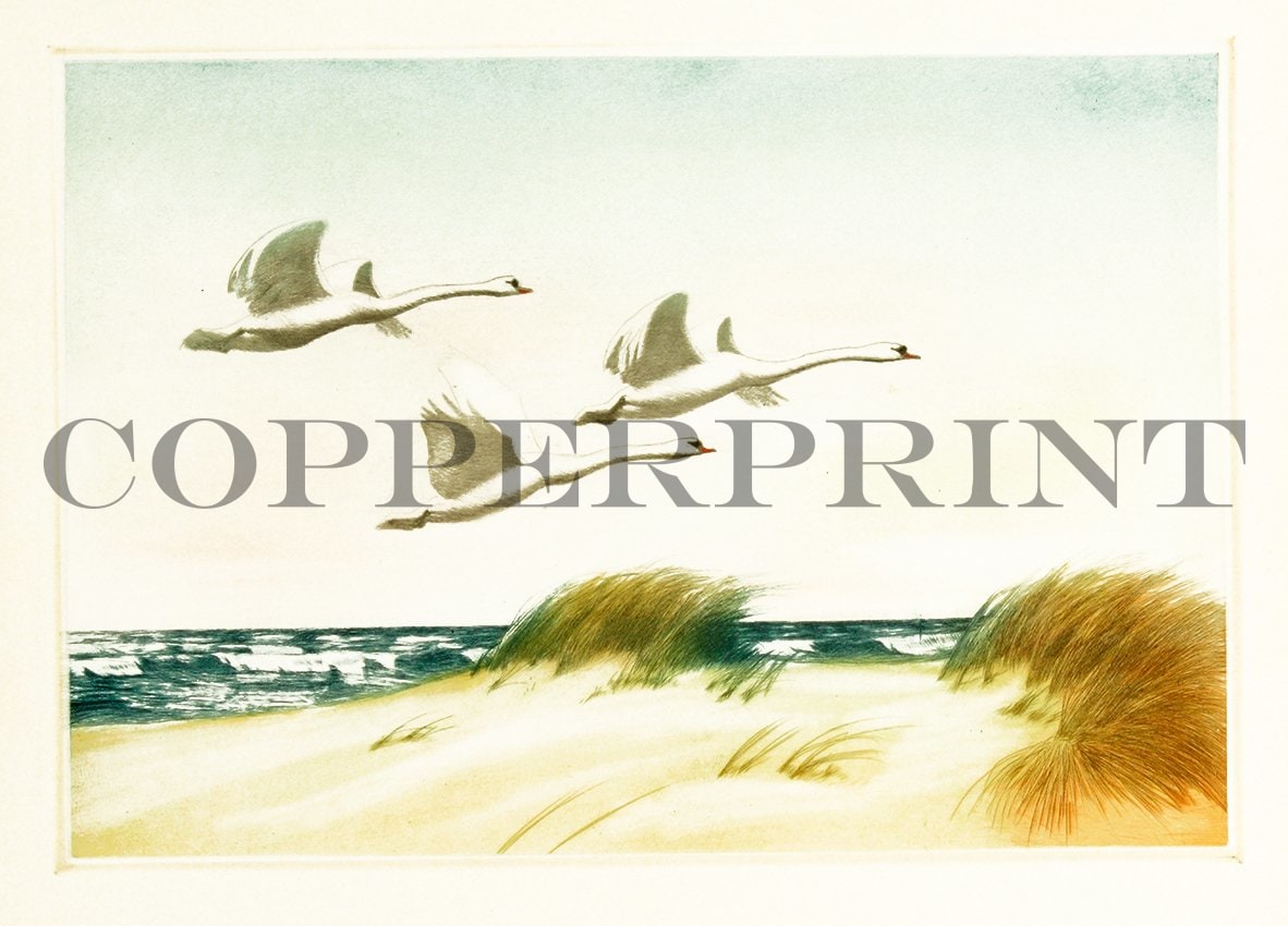 Wildschwäne fliegen über dem Meer Kunstdruck Tiefdruck