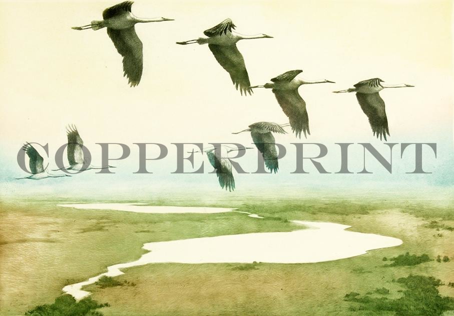 Störche im Flug Kunstdruck Tiefdruck