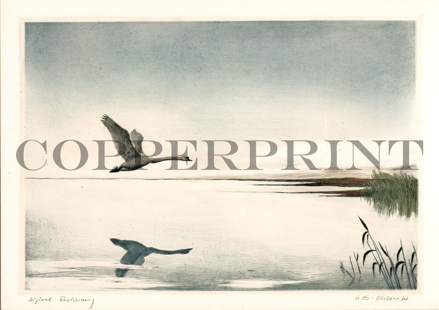 Schwan fliegt über der Wasseroberfläche Kunstdruck Tiefdruck