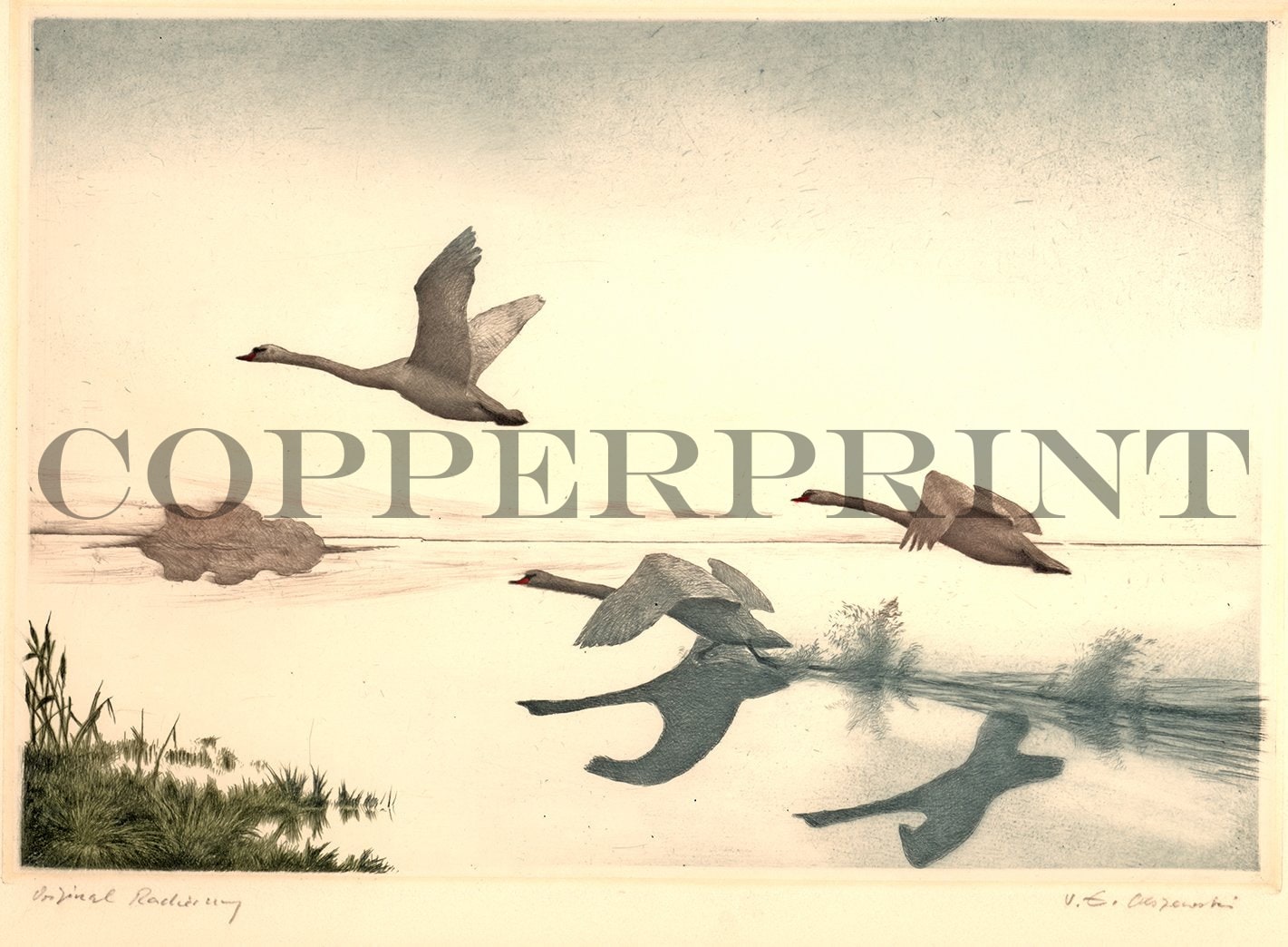 Schwäne fliegen über Wasseroberfläche Kunstdruck Tiefdruck