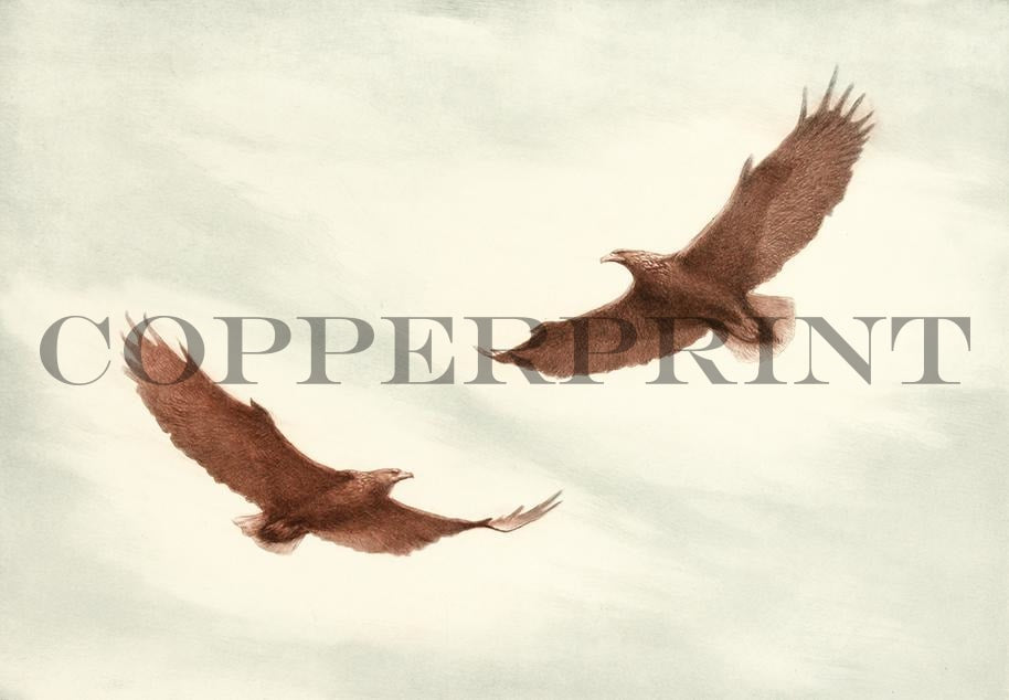 Zwei Seeadler im Himmel Kunstdruck Tiefdruck