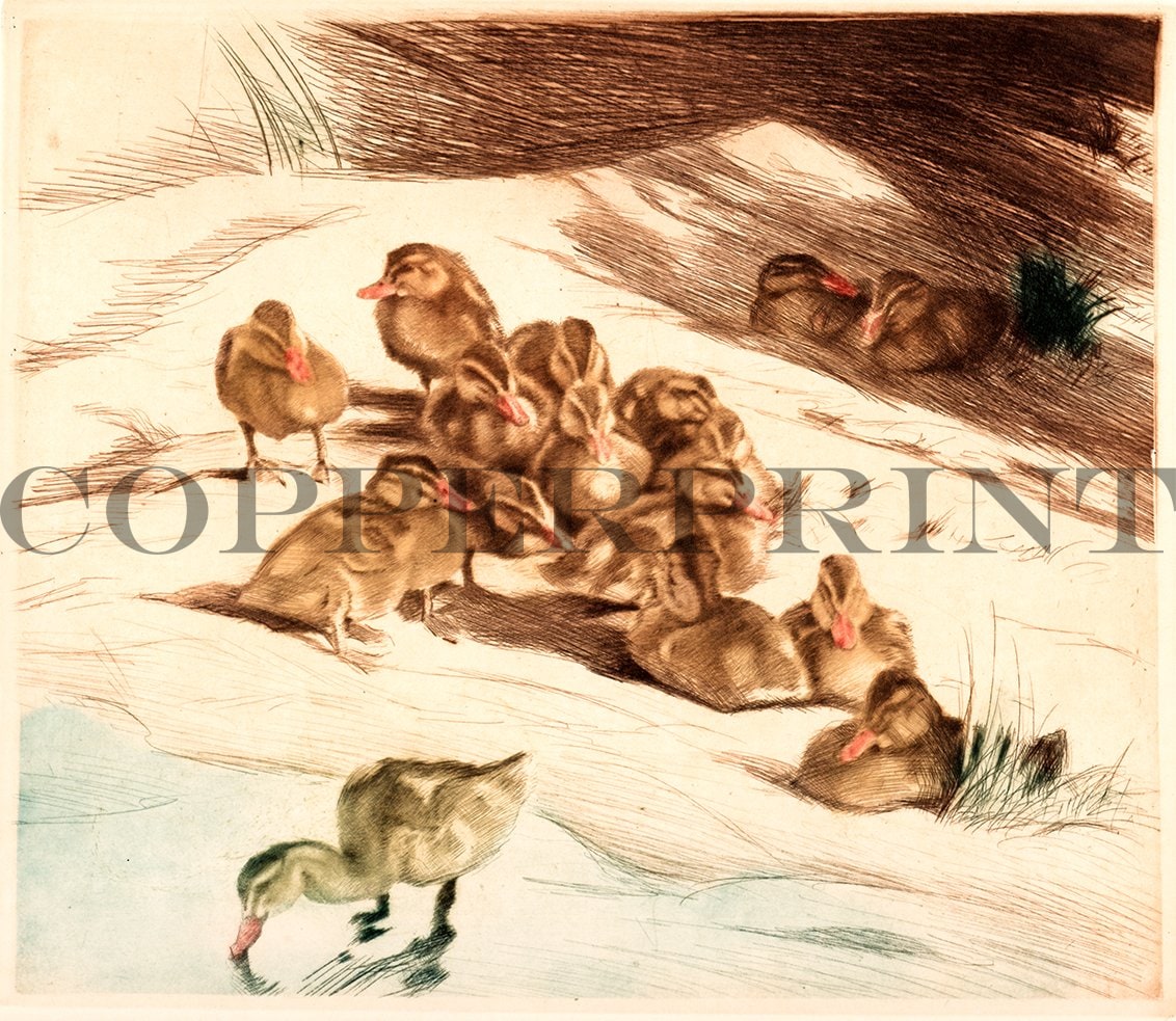 Viele Entenkücken Kunstdruck Tiefdruck