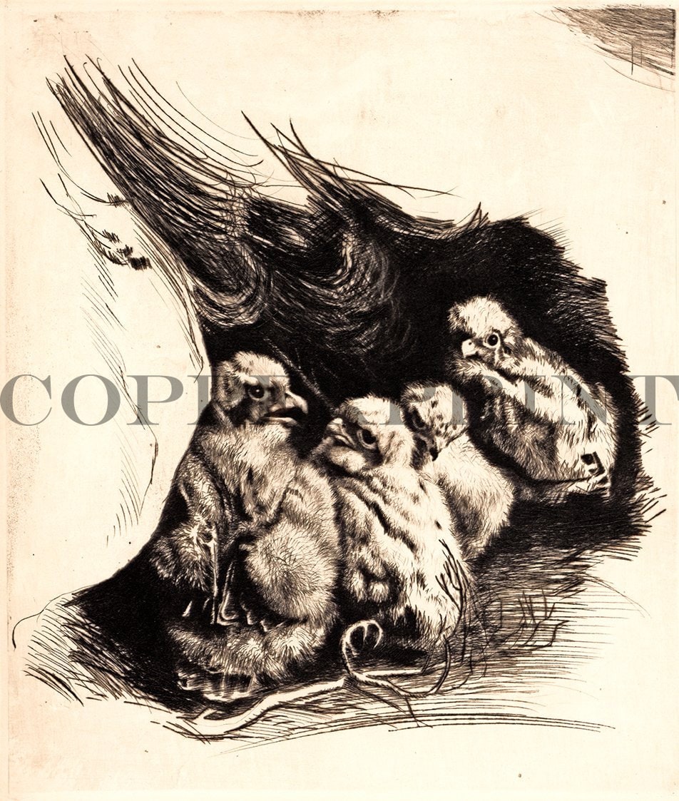 Habicht Küken, im Nest