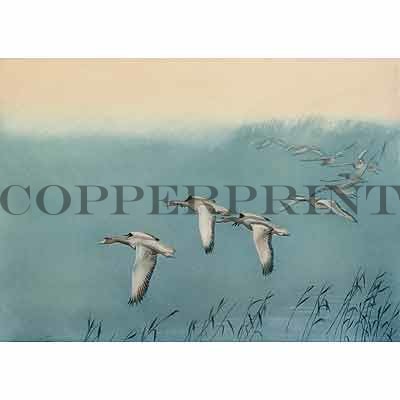 Gänse, Graugänse einfallend - Karl Ewald Olszewski