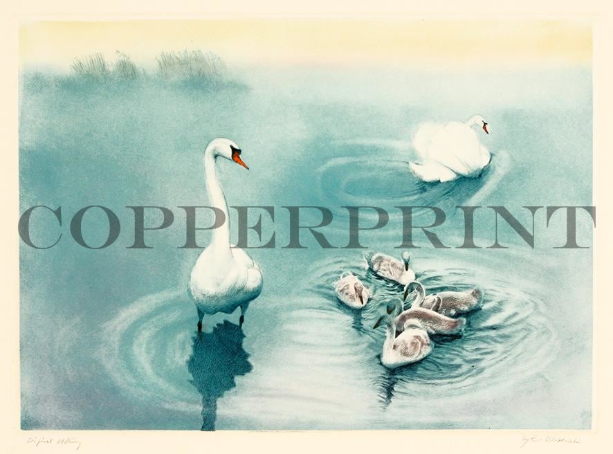 Schwanfamilie im Wasser Kunstdruck Tiefdruck