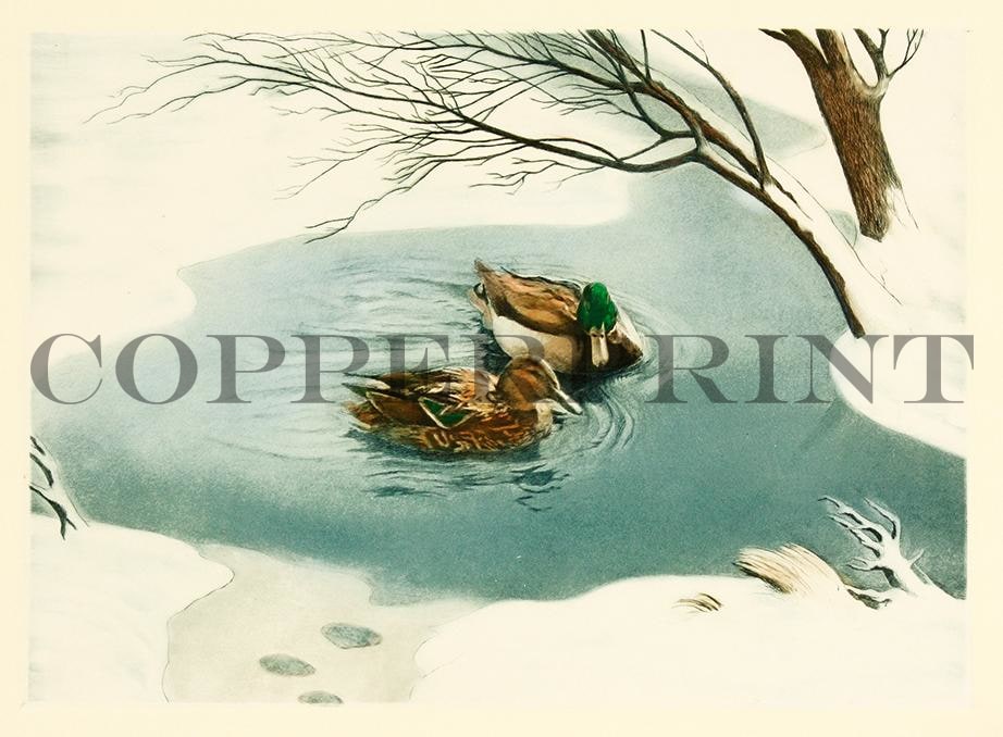 Märzenten schwimmen im Teich im Winter Kunstdruck Tiefdruck