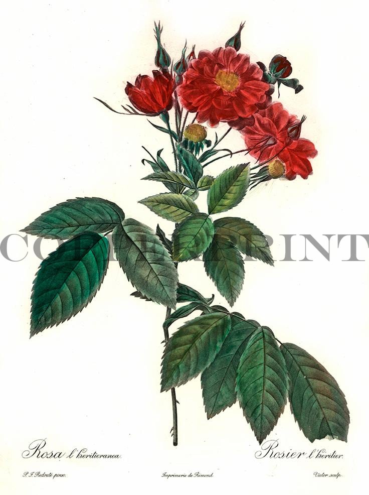 Studie einer roten Rose Kunstdruck Tiefdruck