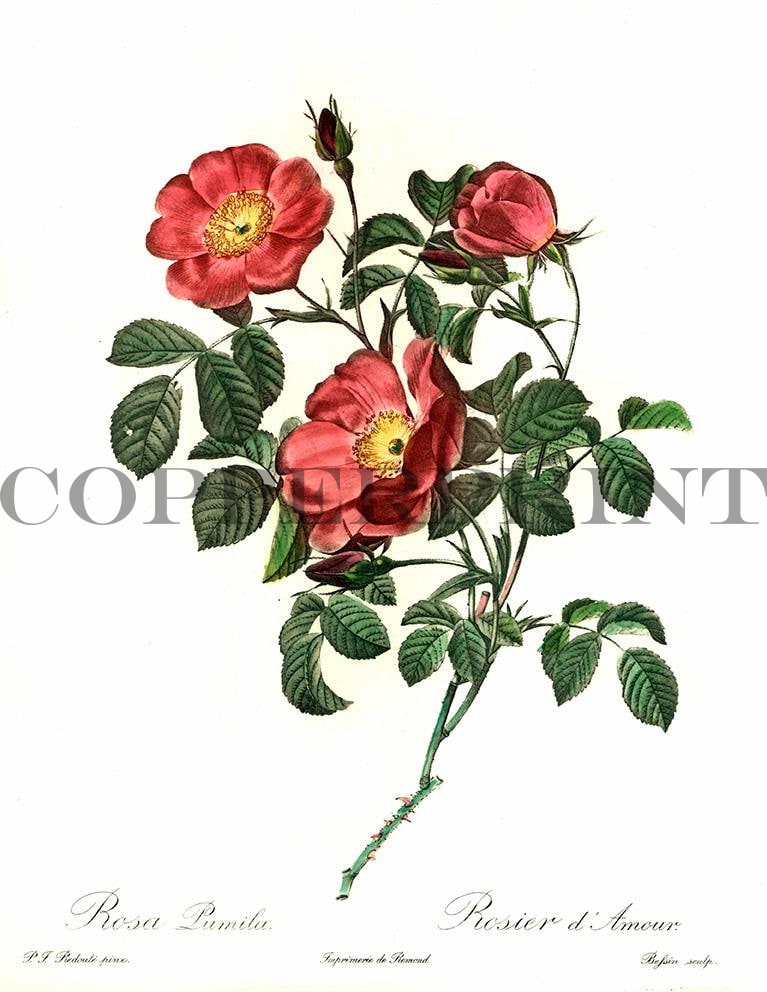 Studie einer roten Rose Kunstdruck Tiefdruck