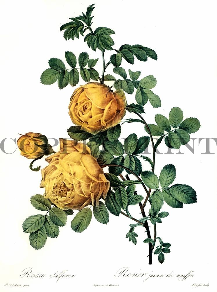 Studie einer gelben Rose Kunstdruck Tiefdruck