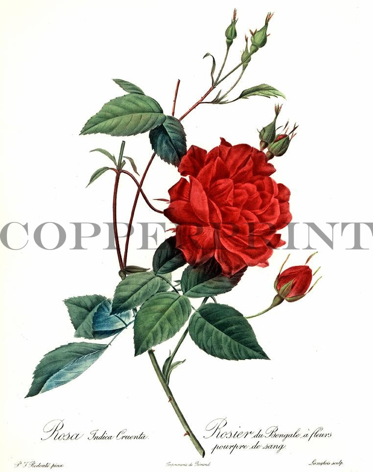 Studie einer roten Rose Kunstdruck Tiefdruck