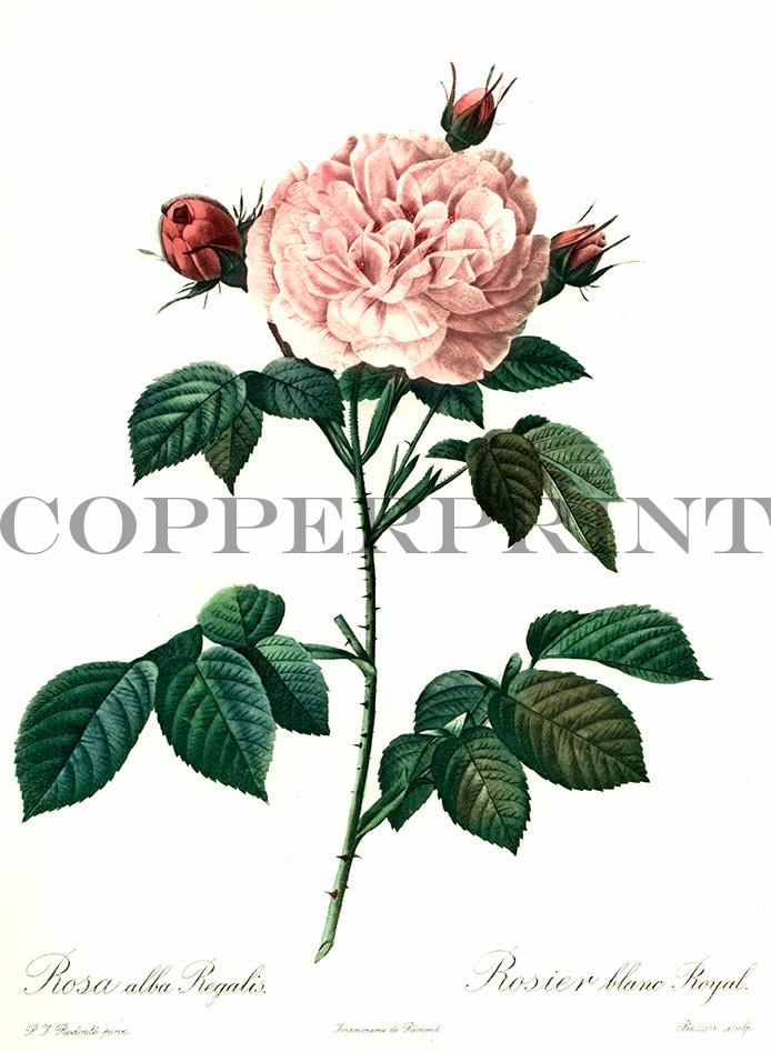 Studie einer rosaroten Rose Kunstdruck Tiefdruck