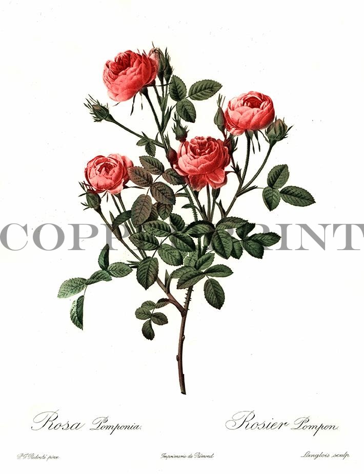 Studie einer roten Rose Kunstdruck Tiefdruck