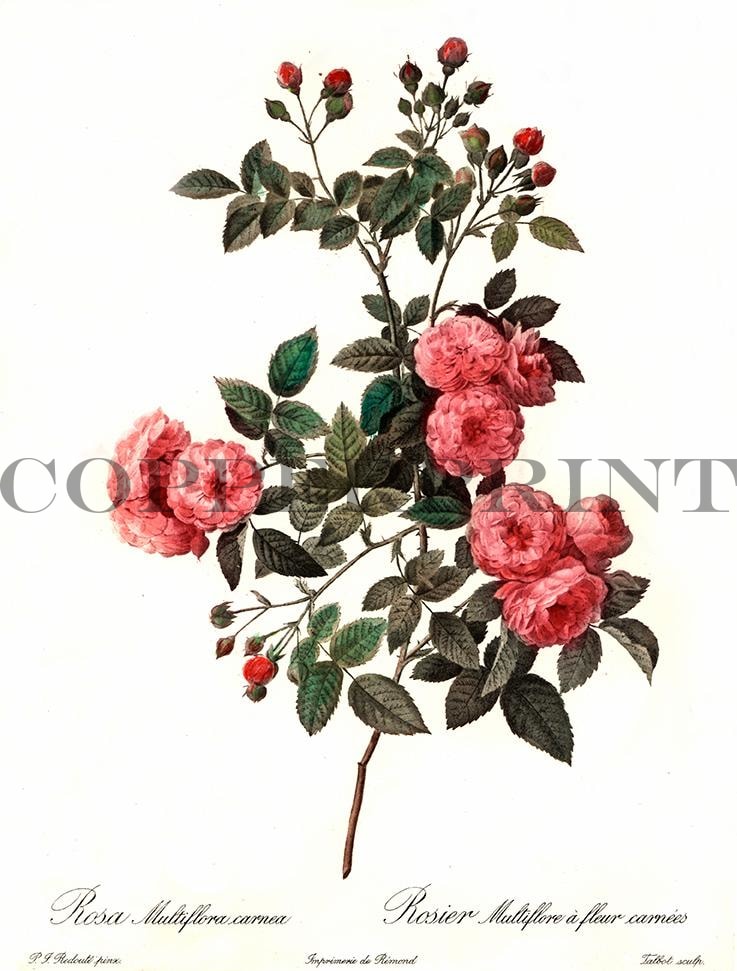 Studie einer pinken Rose Kunstdruck Tiefdruck