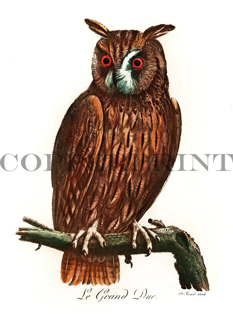 Studie einer Eule sitzend auf einem Ast Kunstdruck Tiefdruck