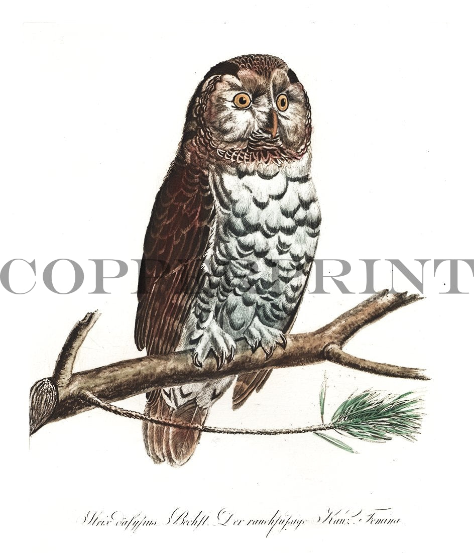 Studie eines Raufußkauz Kunstdruck Tiefdruck